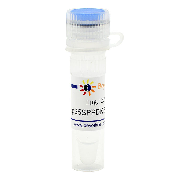 p35SPPDK-EGFP-Flag(植物用绿色荧光蛋白) D2627 碧云天生物