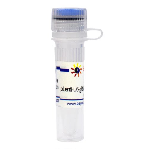 pLenti-U6-gRNA-Cas9-P2A-mCherry-Zeocin 碧云天 D8306