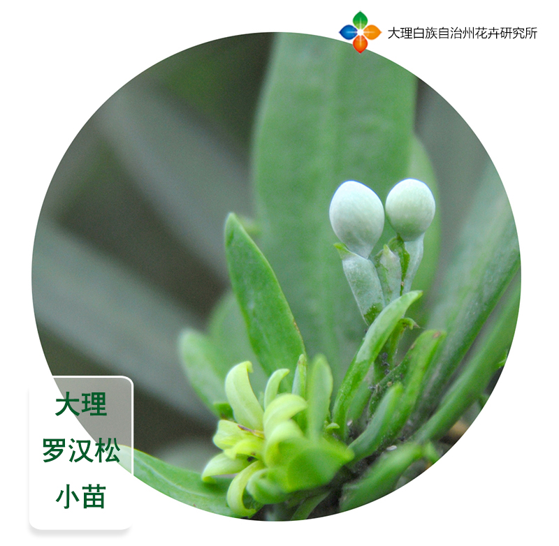 大理小苗原生衣一种源罗汉松盆景