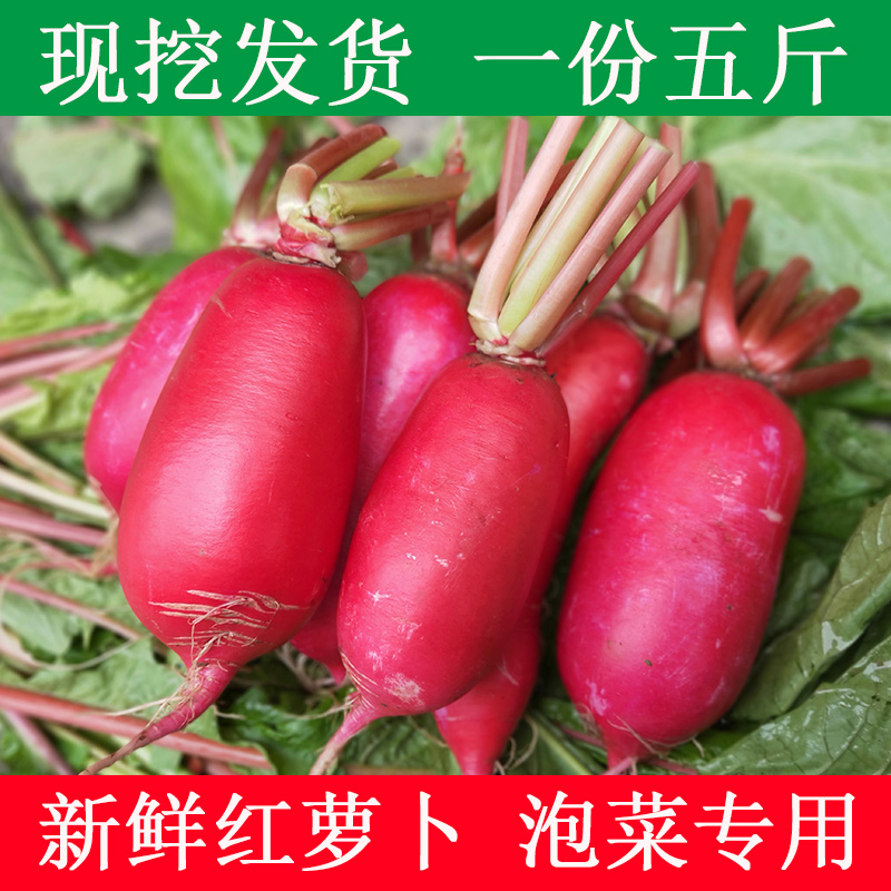 四川农家自种红皮萝卜白心新鲜应季蔬菜水胭脂脆甜泡菜现拔包邮
