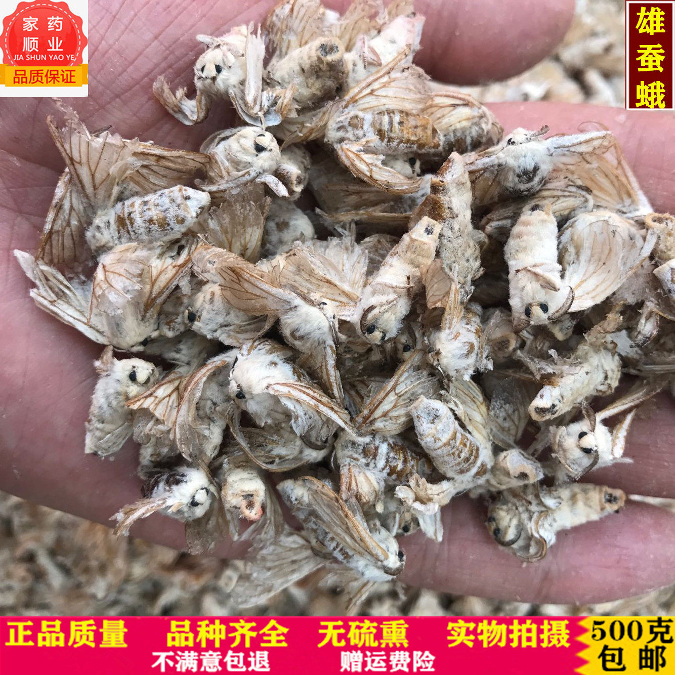 中药材 雄蚕蛾 蚕蛾 原蚕蛾 晚蚕蛾500克包邮泡酒料可配锁阳