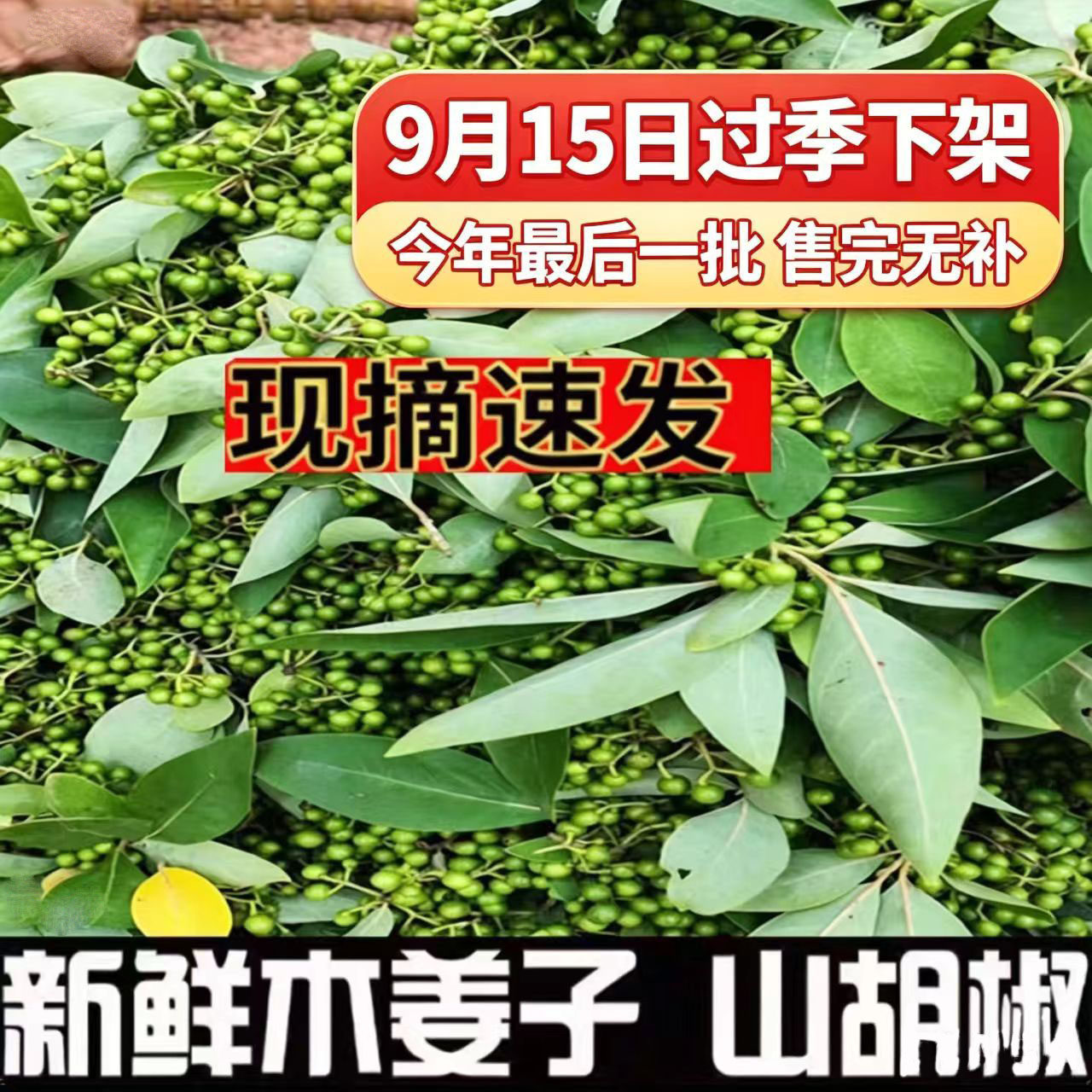 广西野生木姜子新鲜山胡椒颗粒山其它