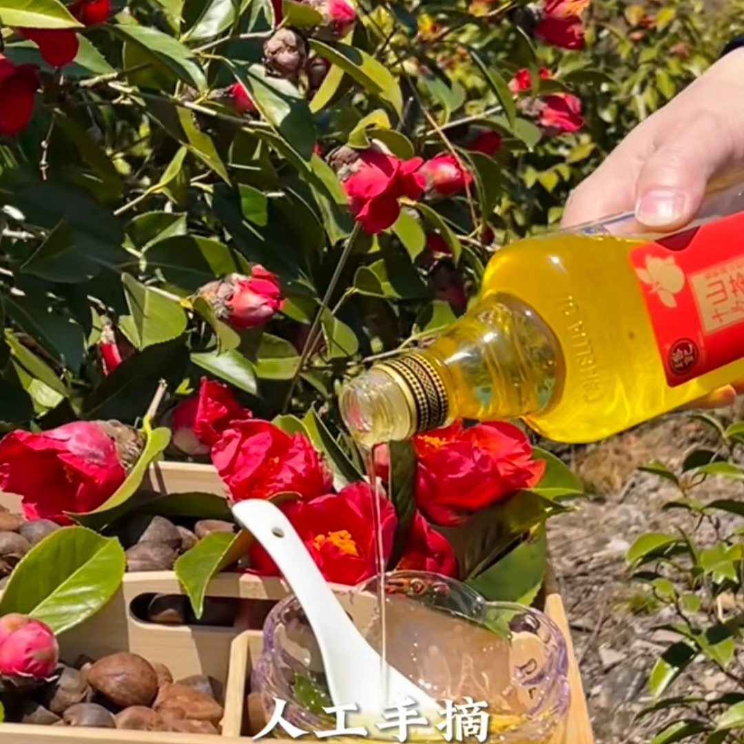 广西野生茶籽果小籽茶油果红花籽油茶果山茶油果珍珠籽茶油果干籽