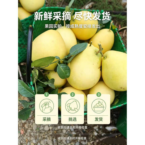广西高山蜜柚 农家现摘新鲜柚子 当季鲜果白心蜜柚 产地直发