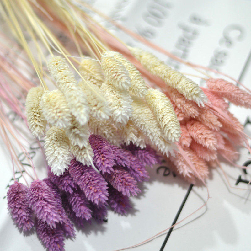 宝石草干花花束天然风真花干美人草桌面家居客厅装饰摄影摆件插花