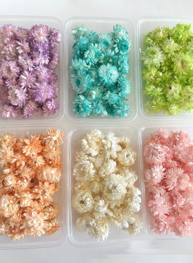 漂白小雏菊麦杆菊干花包小花头白色粉紫色绿色手工材料包小号菊花