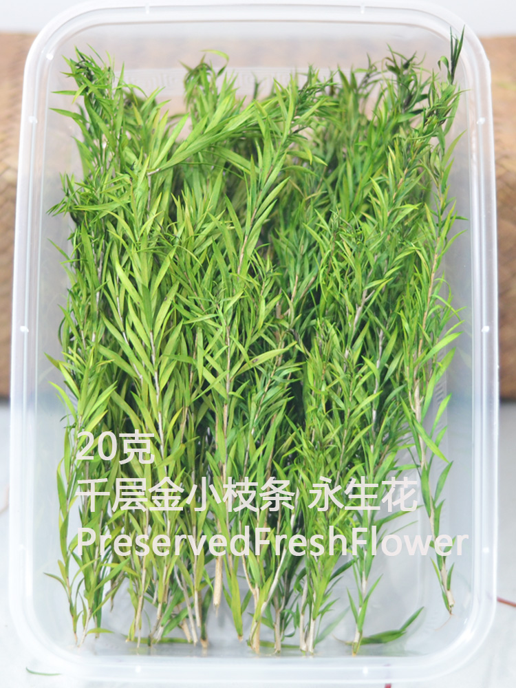 短枝千层金永生花保鲜花叶手工材料压花干花包混搭花束玻璃罩装饰