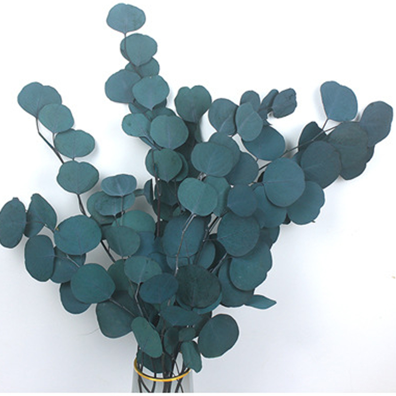 苹果叶干花花束尤加利永生花天然干树枝圆叶桉客厅桌面装饰花材料