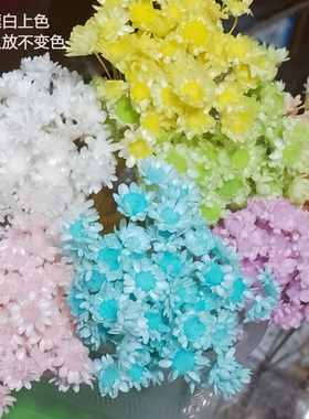 浅色系星菊小星花雏菊短枝戒指花