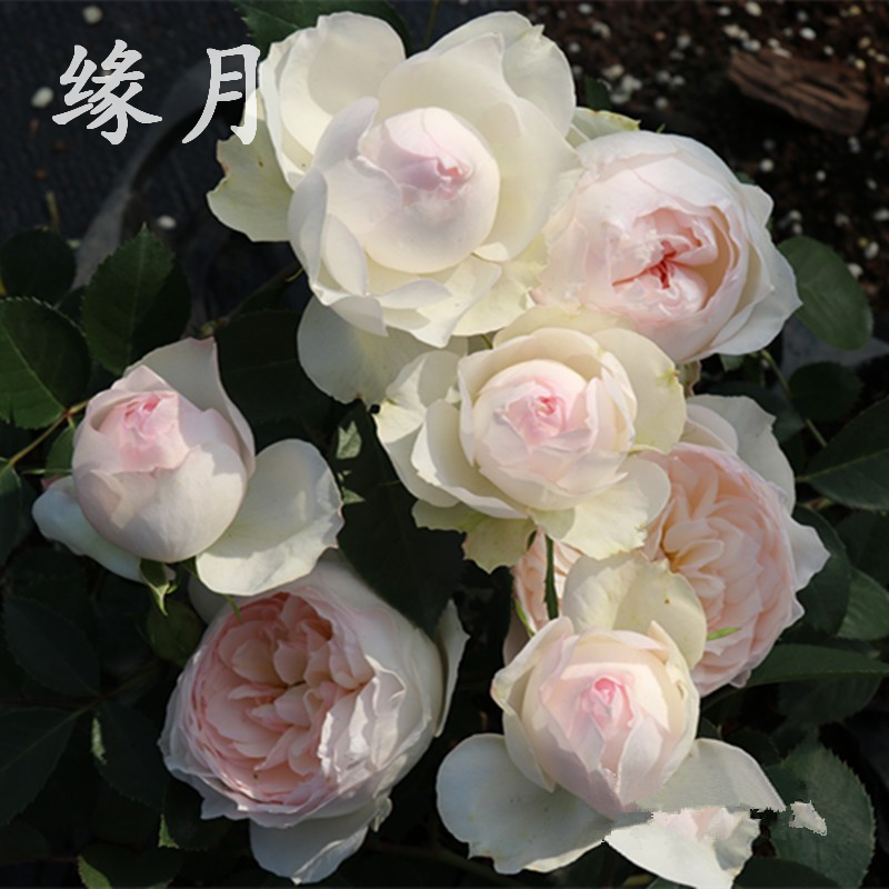 缘月斯蒂芬男爵微蓝永远的科莫月季花苗大花灌木四季花卉盆栽小苗