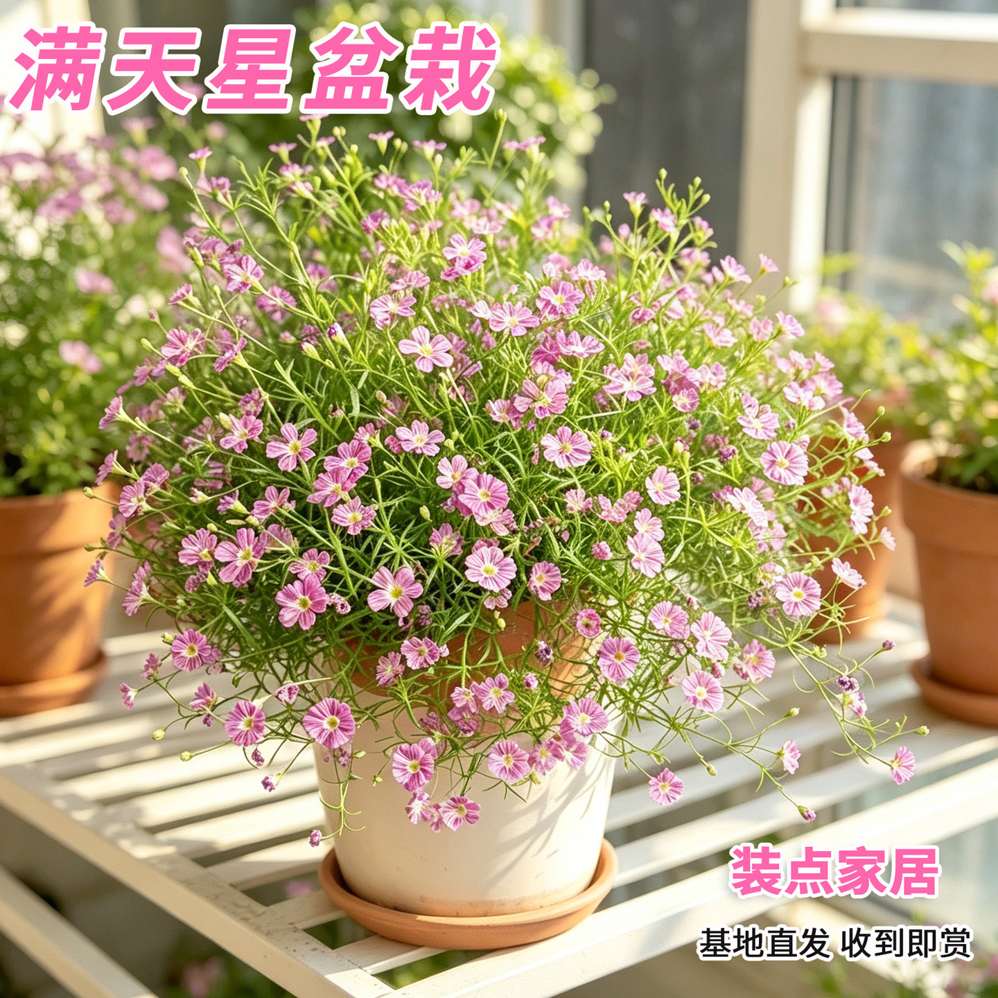 满天星盆栽带花苞室内阳台四季好养花开不断好养植物工程桌面盆栽图片