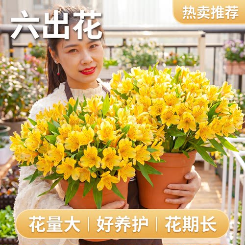 六初花盆栽带花苞阳台室内四季好养开花植物香水六初百合花六出花