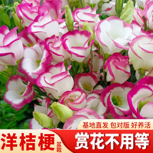 洋桔梗花苗无刺洋玫瑰盆栽