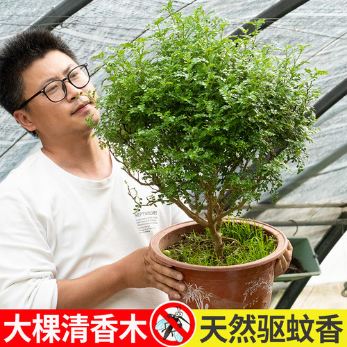 清香木盆栽胡椒木大棵驱蚊草老桩