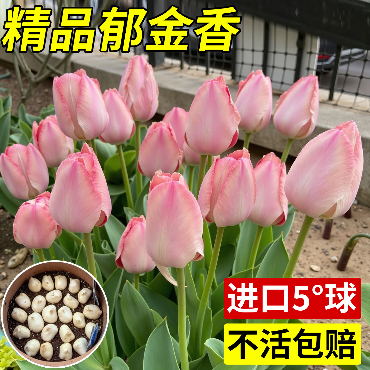 进口郁金香种球5度球单重瓣花种子大球根苗耐寒阳台庭院土培预售