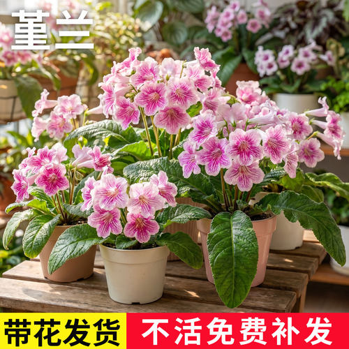 堇兰盆栽带花苞苦苣苔大花苗室内阳台四季好养开花植物