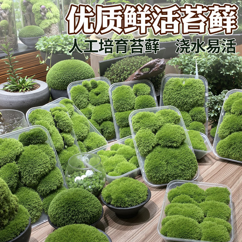 鲜活苔藓青苔微景观鱼缸造景草皮