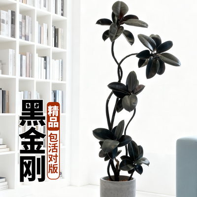黑金刚橡皮树盆栽室内客厅四季常青大型绿植花卉净化空气橡皮树苗