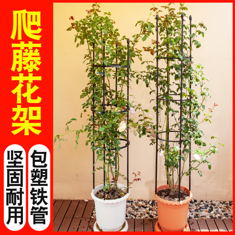 阳台花架爬藤架铁线莲攀爬植物图片