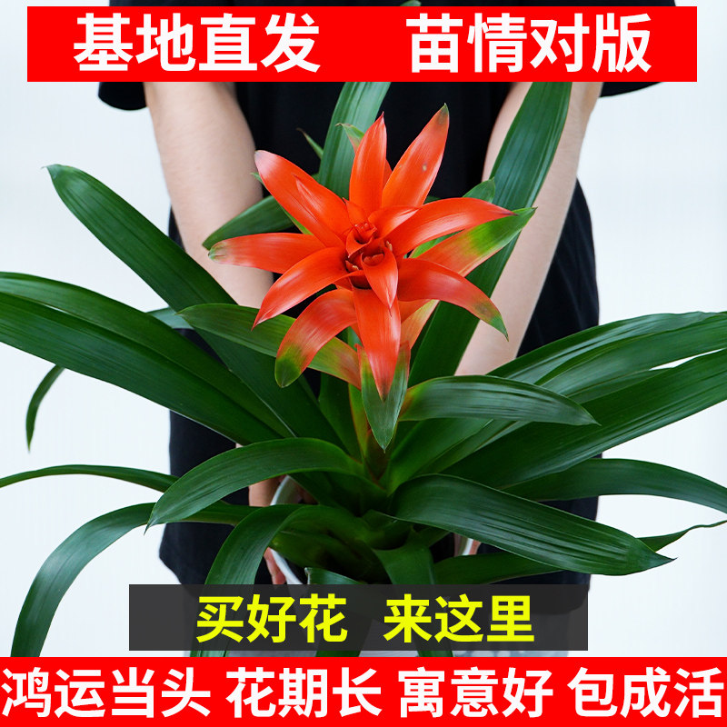 鸿运当头盆栽红星凤梨植物花苗带花办公室内耐阴好养绿植乔迁好礼