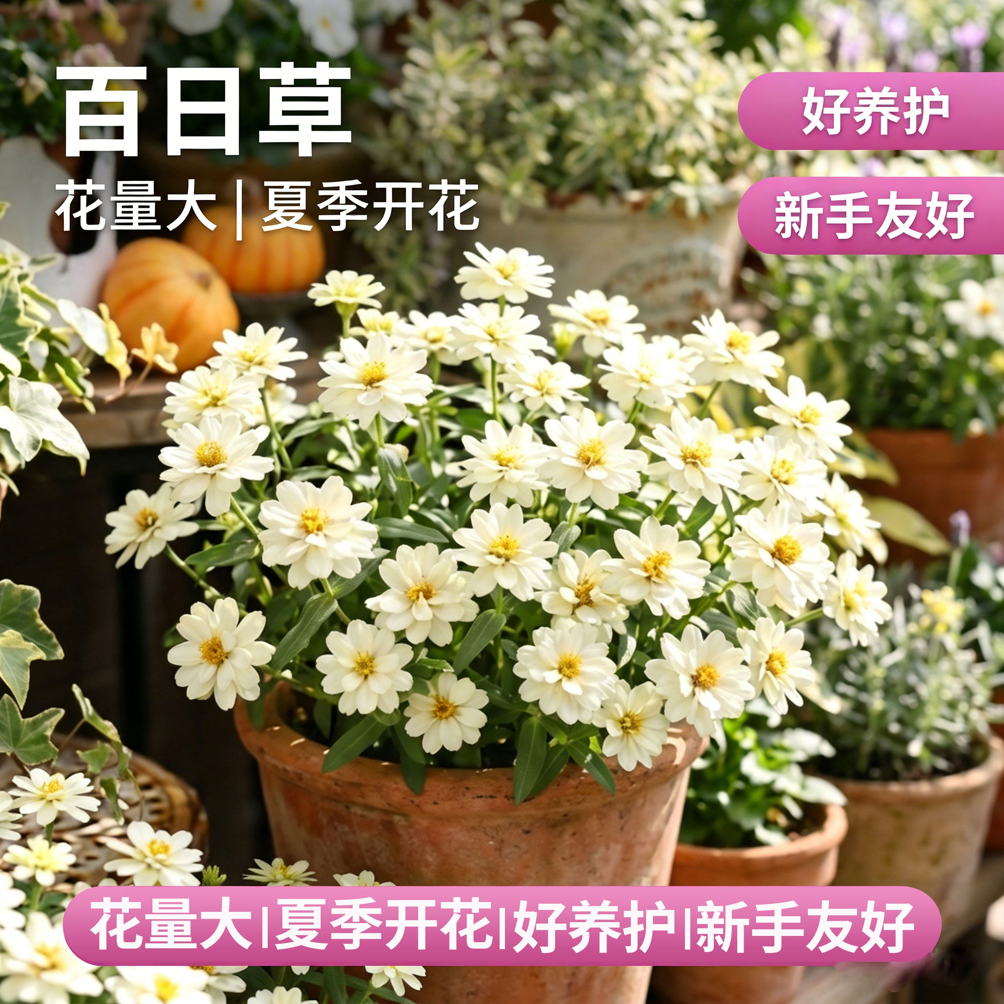 百日草花苗重瓣百日菊盆栽阳台庭院好养矮杆雏菊种籽室内外带花苞