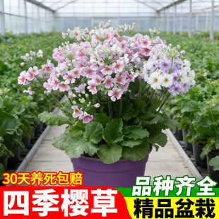 四季樱草盆栽带花苞庭院阳台室内好养开花植物年宵花耐寒耐冻花卉