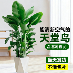天堂鸟室内客厅大型绿植盆栽办公室耐阴好养活观叶植物鹤望兰花卉