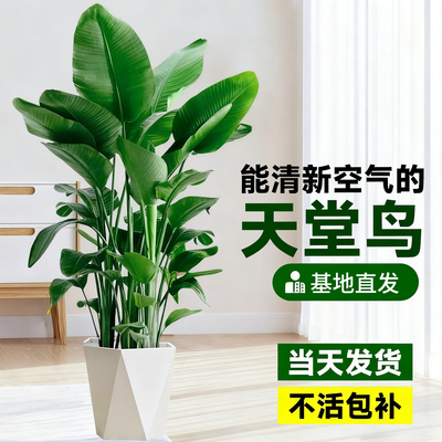 天堂鸟室内客厅大型绿植盆栽办公室耐阴好养活观叶植物鹤望兰花卉