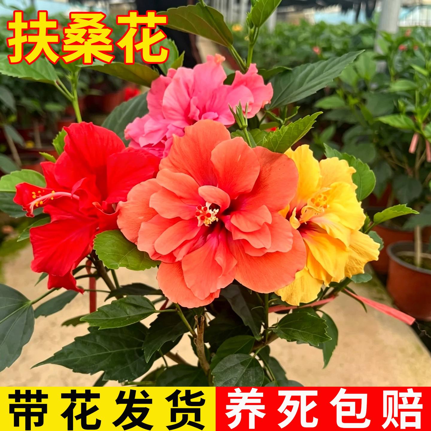 扶桑花重瓣大花丹麦木槿盆栽带花苞阳台庭院四季好养开花植物朱瑾 - 实物图