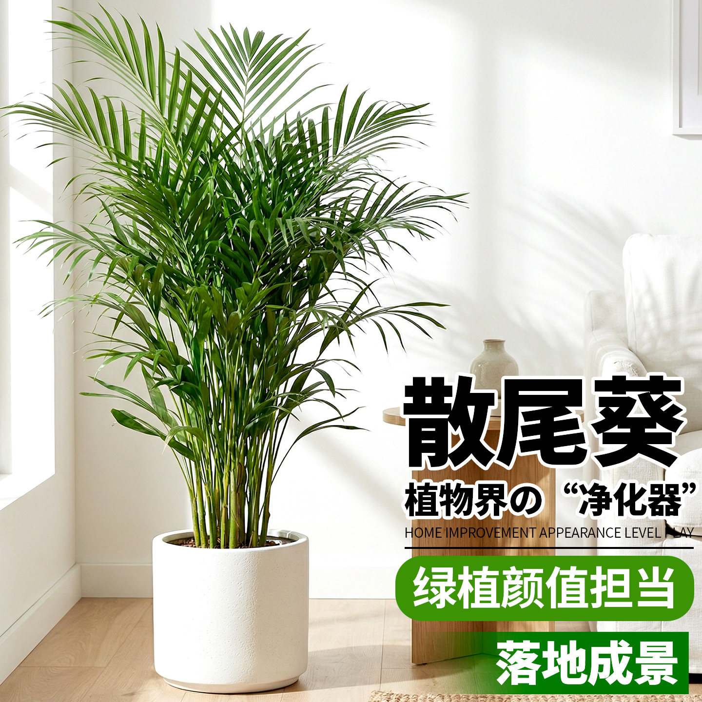 散尾葵室内绿植盆栽客厅办公室大型观叶植物凤尾竹耐阴净化空气