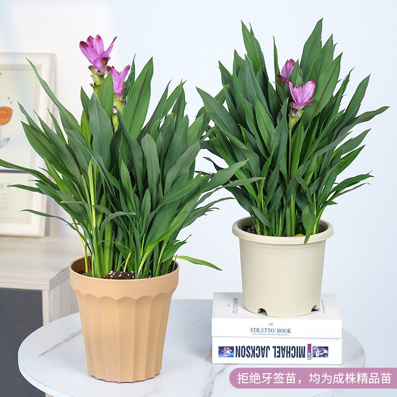 姜荷花室内盆栽带花苞大颗绿植客厅桌面好养花卉耐热四季开花植物