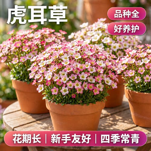 高山虎耳草盆栽带花苞多年生耐寒花卉阳台庭院花镜植物易爆花好养