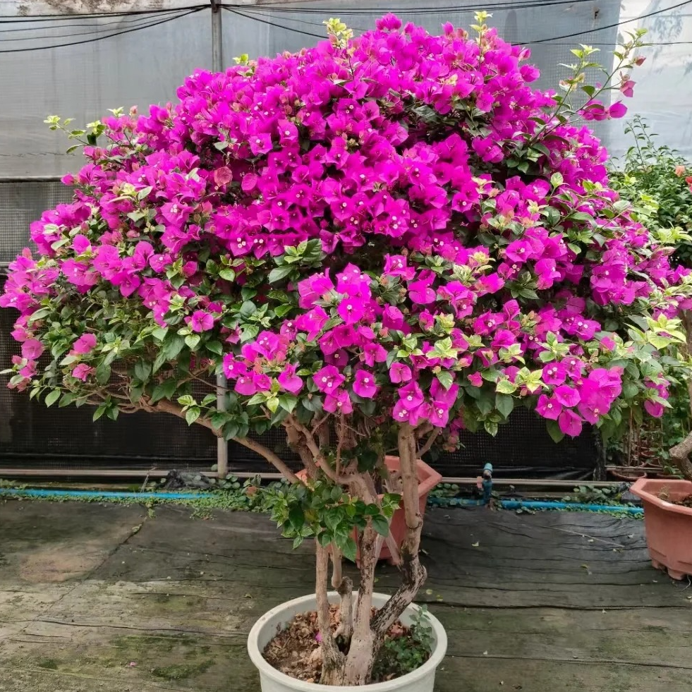 三角梅大苗花树苗带花室内阳台花卉盆栽四季不断开花好养易活绿植,鲜花速递/花卉仿真/绿植园艺,绣球/木绣球/木本植物,淘宝优惠券,粉丝福利购,淘宝优惠卷