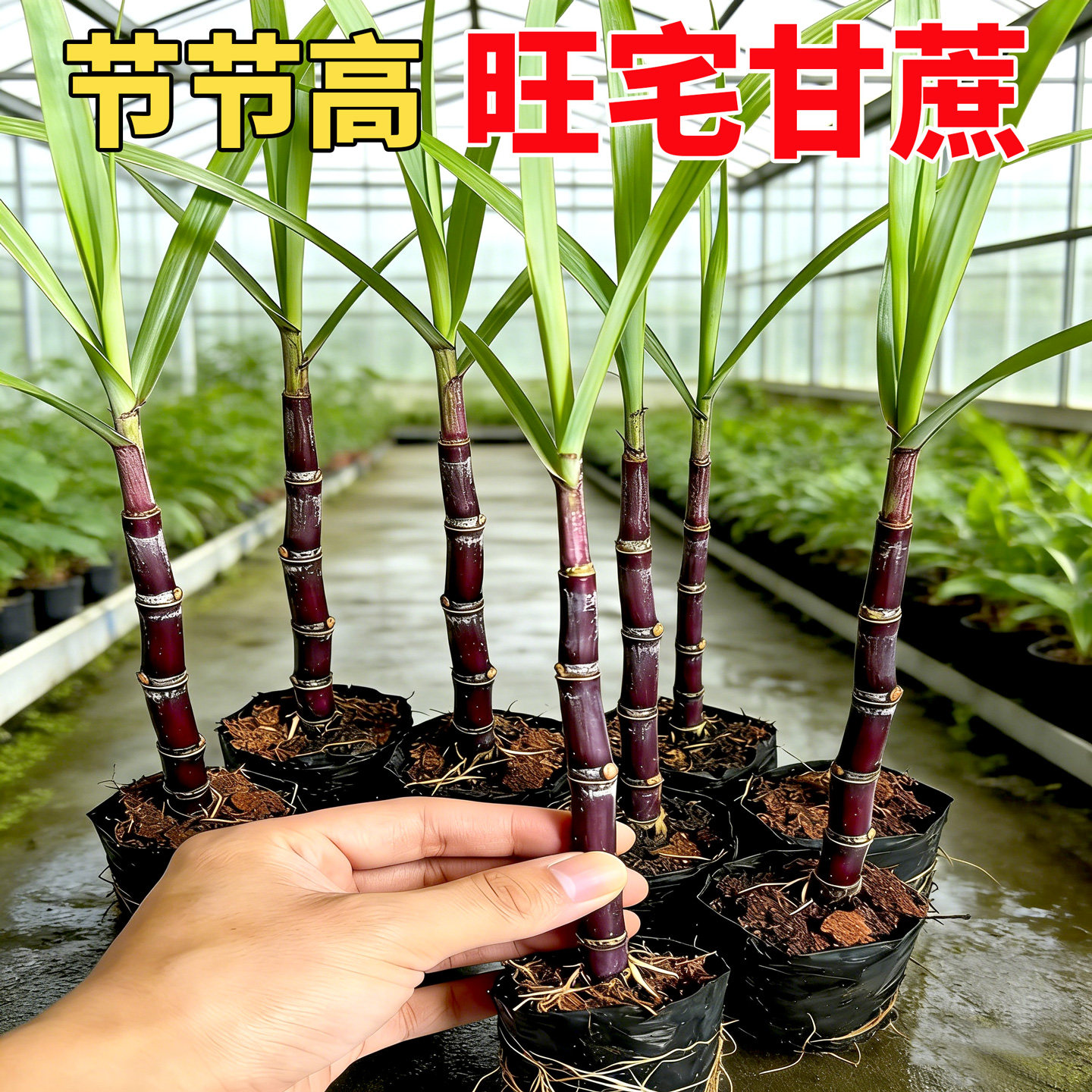 迷你小甘蔗盆栽盆景甘蔗苗黑皮甘蔗筷子节节高阳台水果盆栽甘蔗苗