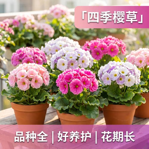 四季樱草盆栽带花苞阳台庭院四季好养开花植物花期长易爆花