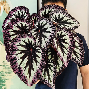 秋海棠盆栽蟆叶秋海棠室内耐阴好养绿植铁十字绿脉风铃乌头杂焰火