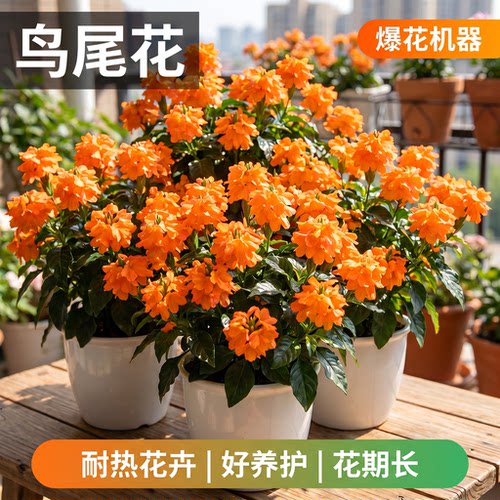鸟尾花盆栽带花苞室内阳台四季好养开花植物多年生好养活桌面花卉