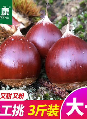 2025年新鲜生板栗栗子锥栗建瓯油栗圆栗农家现摘生栗子毛栗子锥形