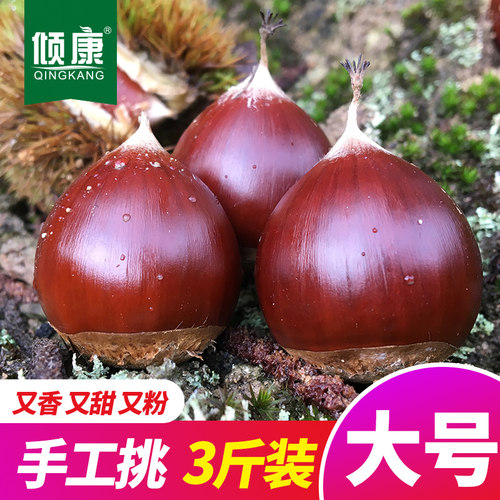 新鲜栗子锥栗油栗现摘生板栗