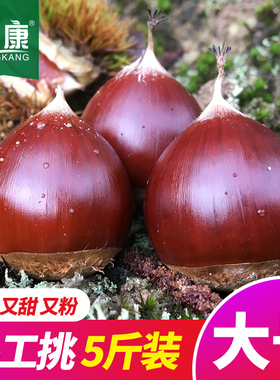 2025年新鲜生板栗栗子锥栗建瓯油栗圆栗农家现摘生栗子毛栗子锥形