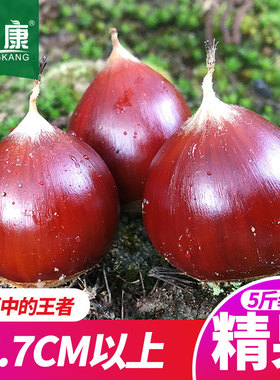 2025新鲜生板栗栗子锥栗毛栗子建瓯特产圆栗精果2.7cm上农家现摘