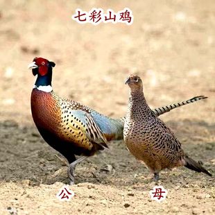 七彩山鸡母鸡孔雀蓝贵妃五黑笨鸡苗土鸡蛋山鸡肉珍珠鸡种蛋受精蛋