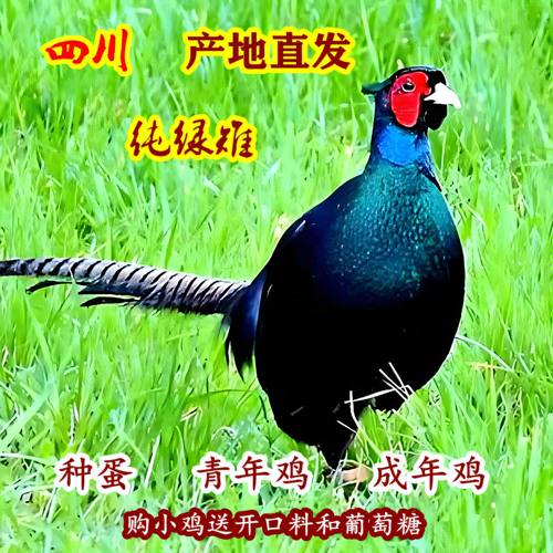 纯种孔雀蓝山鸡绿雉鸡七彩山鸡波兰观赏鸡白桂帝王白