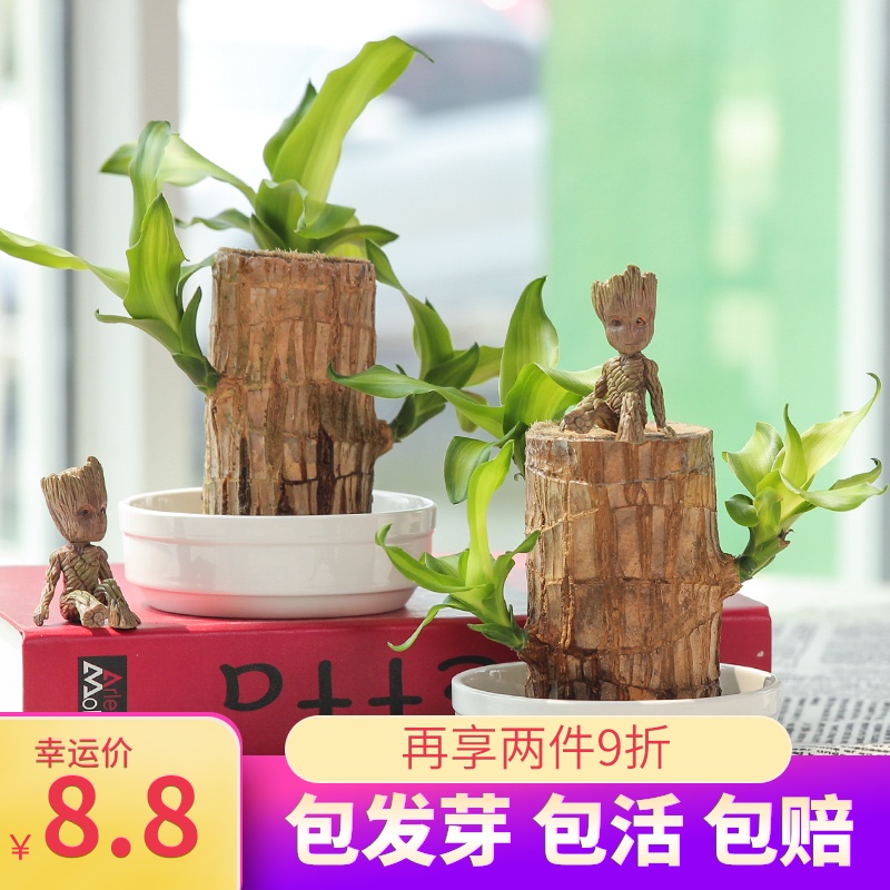 巴西木水养幸运木格鲁特绿植盆栽小树人带芽室内水培四季好养植物