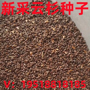 云杉种子当年新采云杉树种子云杉籽一级新种颗粒饱满出苗率高松树