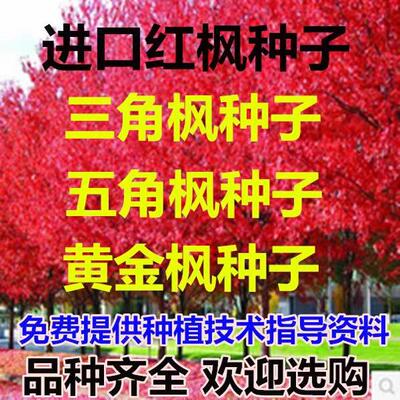 新采五角枫种子五角枫树苗籽绿化苗木树种籽元宝枫种子鸡爪械种子