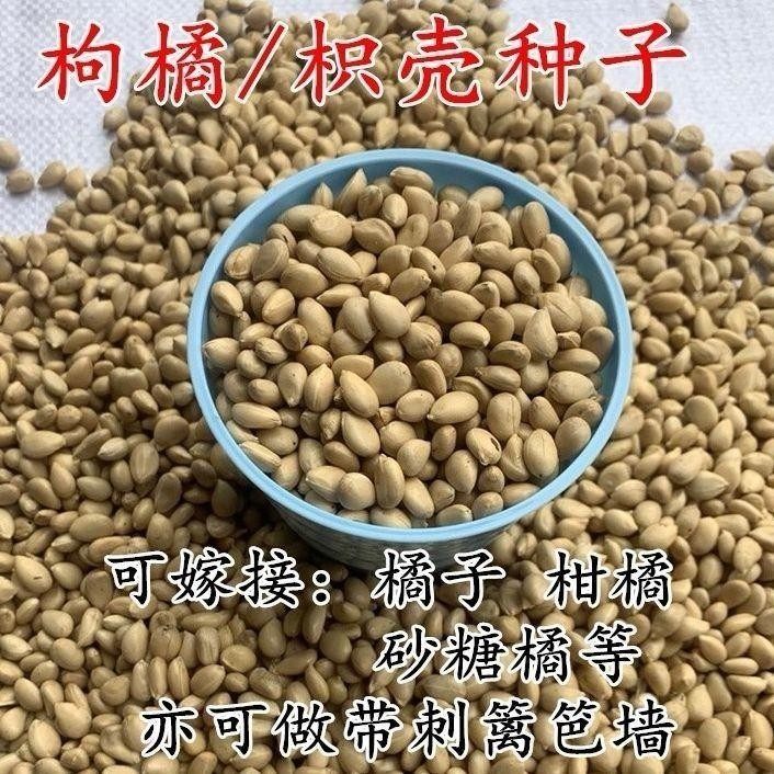 莱东新采枸橘种子枳壳种籽子枸桔积壳树苗嫁接砧木香橙红桔橘篱笆