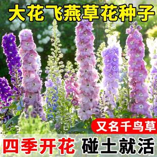 大花飞燕草大花苗盆栽耐寒庭院室外花草秋季翠雀易活花种子花籽子
