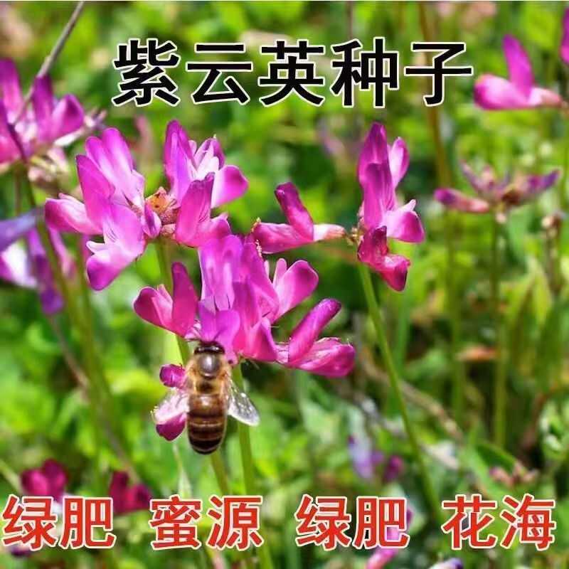 紫云英种子红花草食用野菜养蜂蜜源固氮果园绿肥植物高产牧草草籽