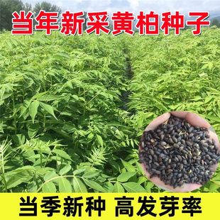 新采黄柏种子耐寒黄白皮树种元子庭院厚朴黄菠萝绿化行道林木种子